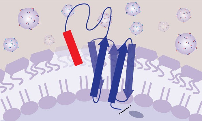 Promise of New Antibiotics Lies with Shackling Tiny Toxic Tetherballs to Bacteria