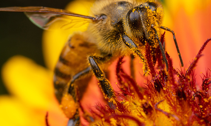 Common Weed Killer Linked to Bee Deaths