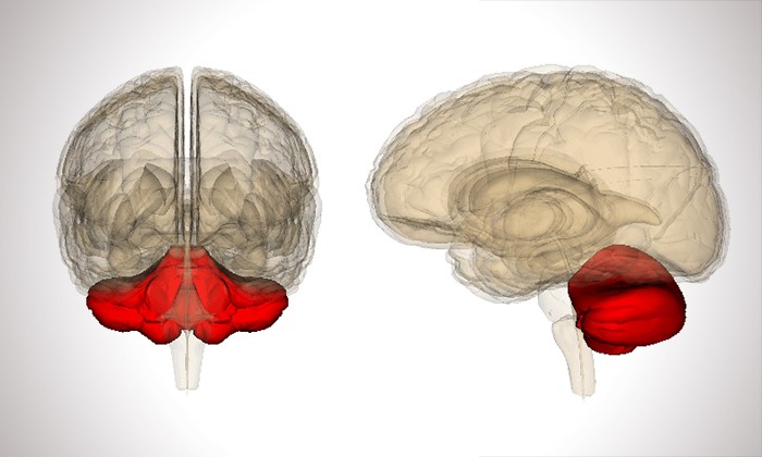 Could a Digital Version of this Part of the Brain Be Coming Soon?