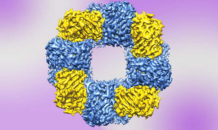 Scientists Coax Proteins to Form Synthetic Structures with Method that Mimics Nature