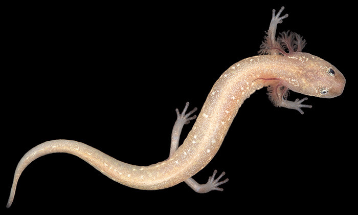 Central Texas Salamanders, Including Newly Identified Species, At Risk of Extinction