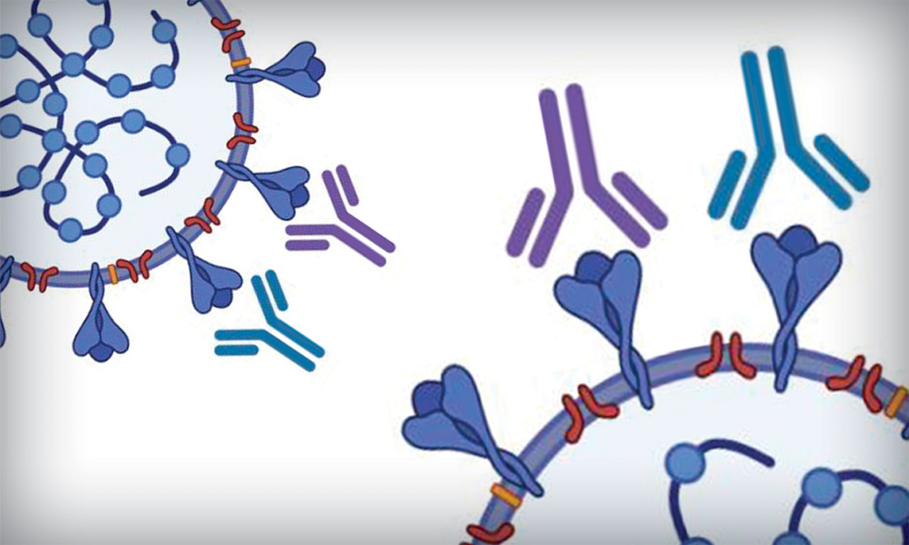 Antibody Test Developed for COVID-19 That is Sensitive, Specific and Scalable