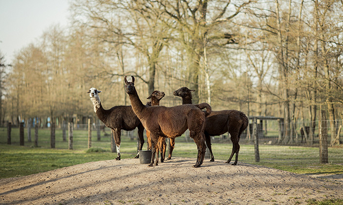 Antibodies from Llamas Could Help in Fight Against COVID-19