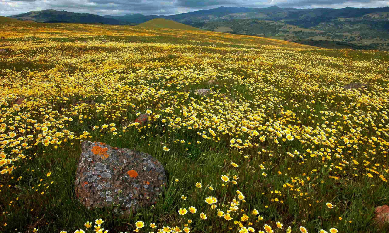 Study on Climate Change Impacts on Plants Could Lead to Better Conservation Strategies