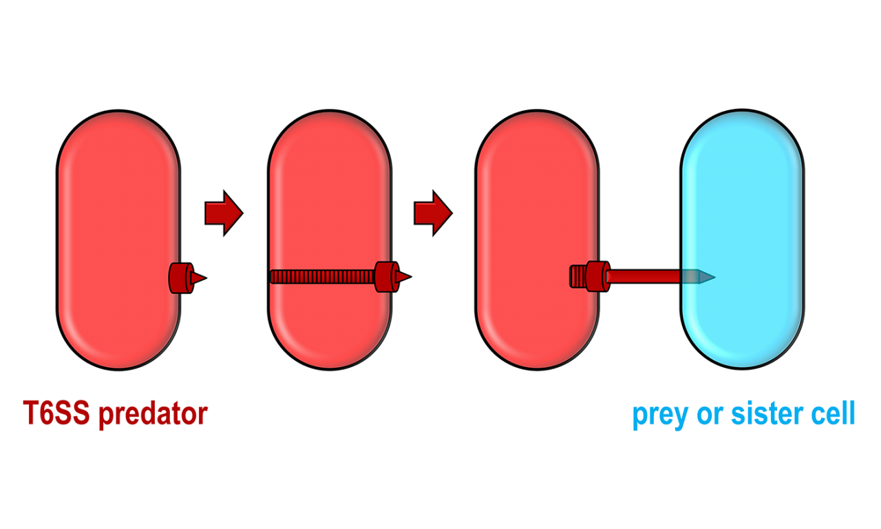 Bacterial Warfare Provides New Antibiotic Target