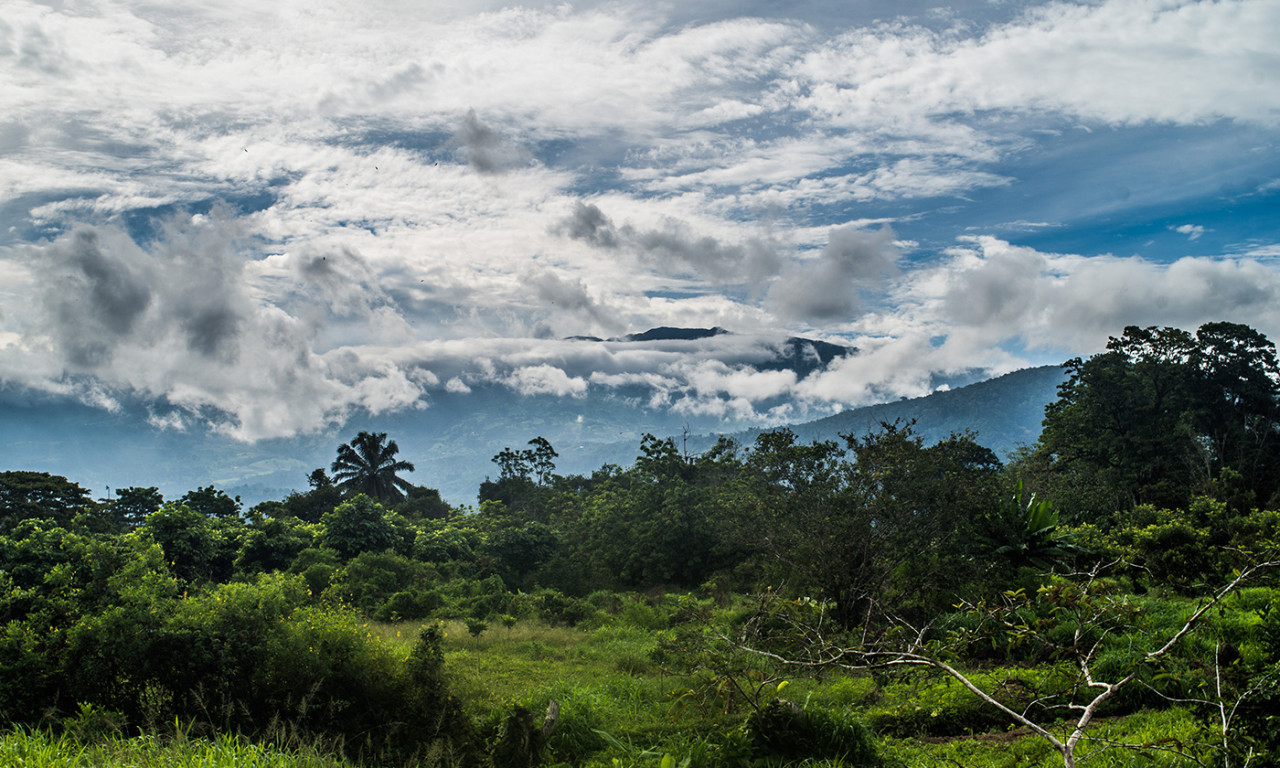 Tropical Forests’ Recovery from Deforestation is Surprisingly Fast