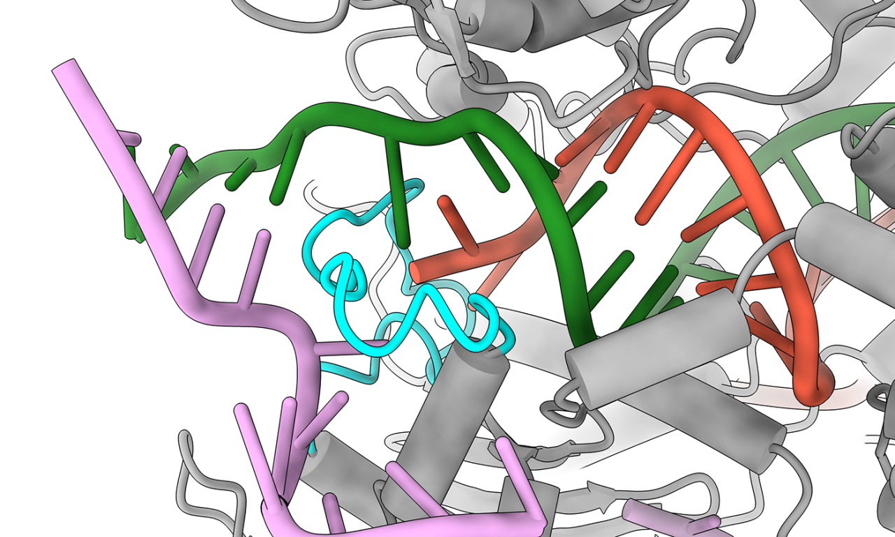 Gene Editing Gets Safer Thanks to Redesigned Protein