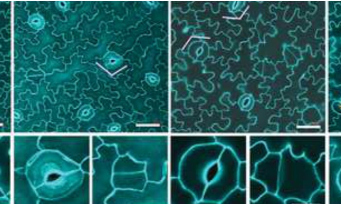 Unraveling How One of the Most Important Cell Types Form