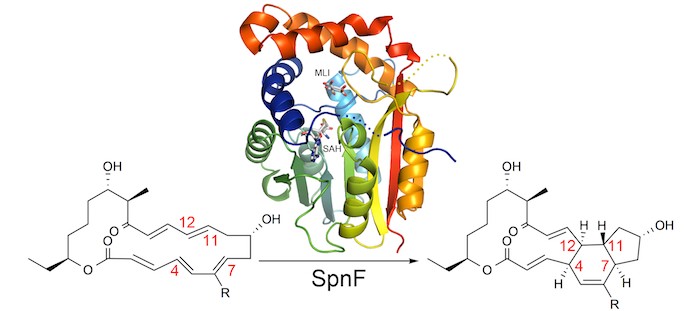 Nature May Produce Reaction thought Earlier to Be in Only Synthetic Chemists' Power