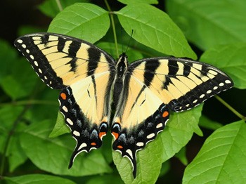 Appalachian Tiger Swallowtail Butterfly A Hybrid Species Of Two Other Swallowtails