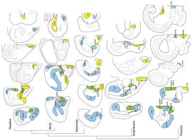 Vertebrates Share Ancient Neural Circuitry for Complex Social Behaviors, Biologists Find