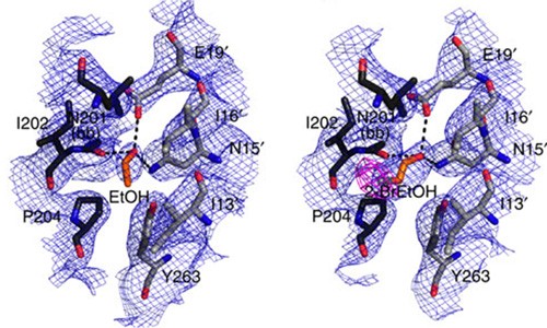 Researchers Identify One of Alcohol’s Key Gateways to the Brain