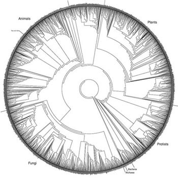 A Tree of Life Grows in Texas