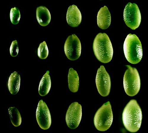 Seed Size Is Controlled by Maternally Produced Small RNAs, Scientists Find