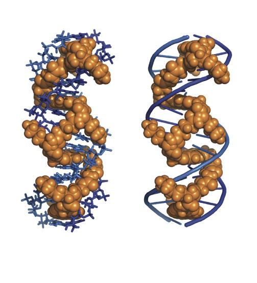 DNA-Targeting Molecule Has Potential to Help Treat Genetic Diseases and HIV