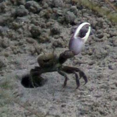 fiddler-crab