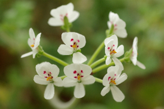 geranium-image